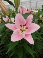 [5241 Emani No01.JPG]